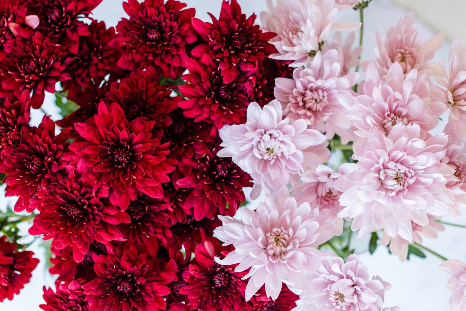 Rote und hellrosa Chrysanthemenblüten nach Farben getrennt