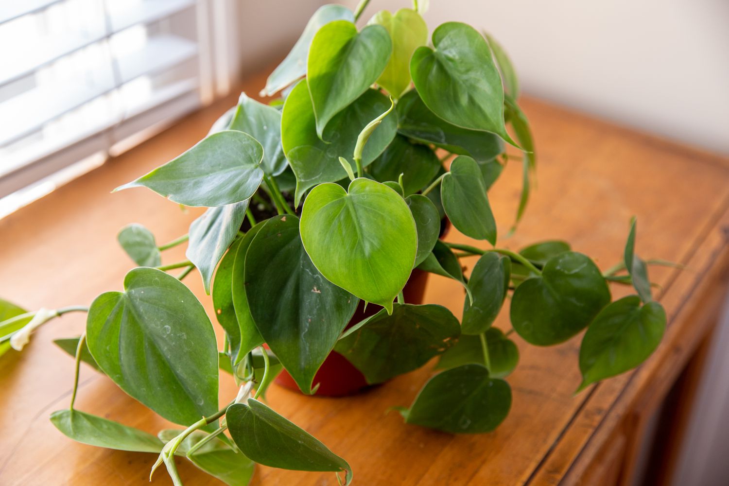 Vaso de planta pothos para jardim aquático interno