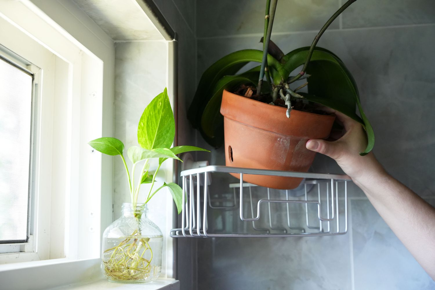 Orchidée rempotée avec racines aériennes placée sur une étagère métallique près d'une fenêtre lumineuse
