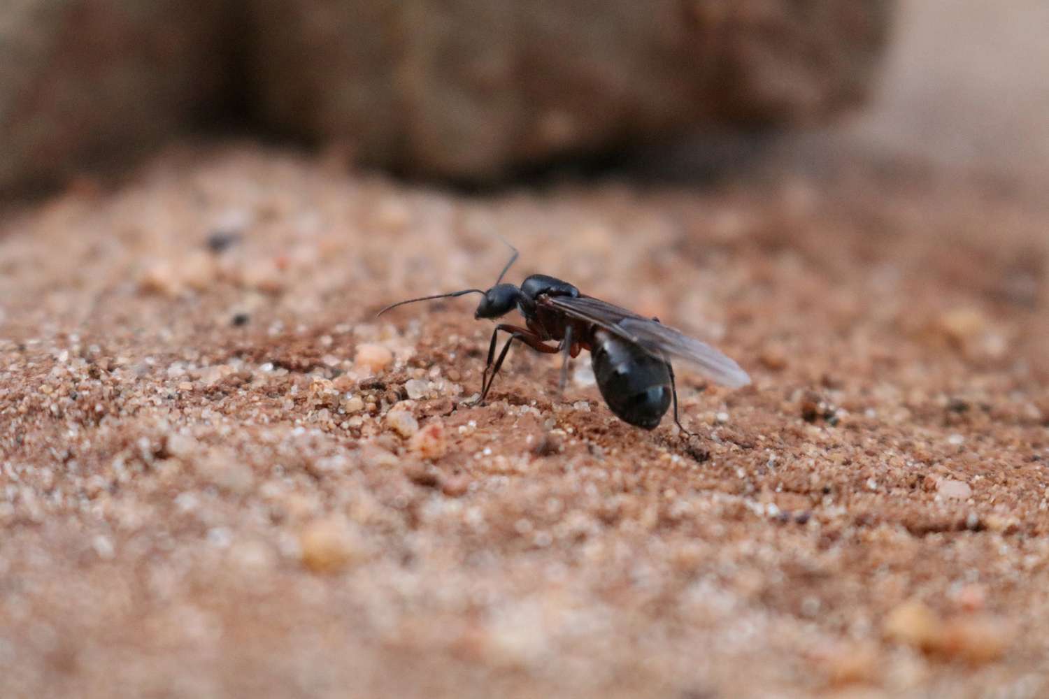 Formigas com asas