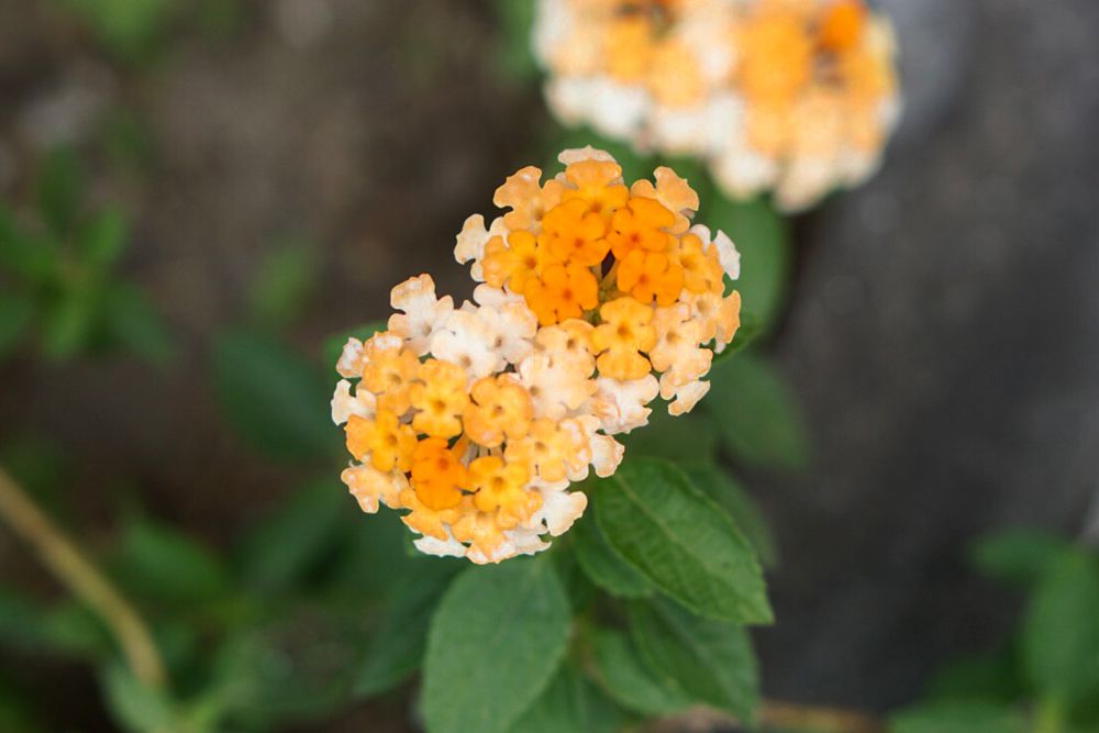 Lantana-Pflanze mit winzigen weißen und orangefarbenen Blütenbüscheln am Ende des Stängels in Nahaufnahme