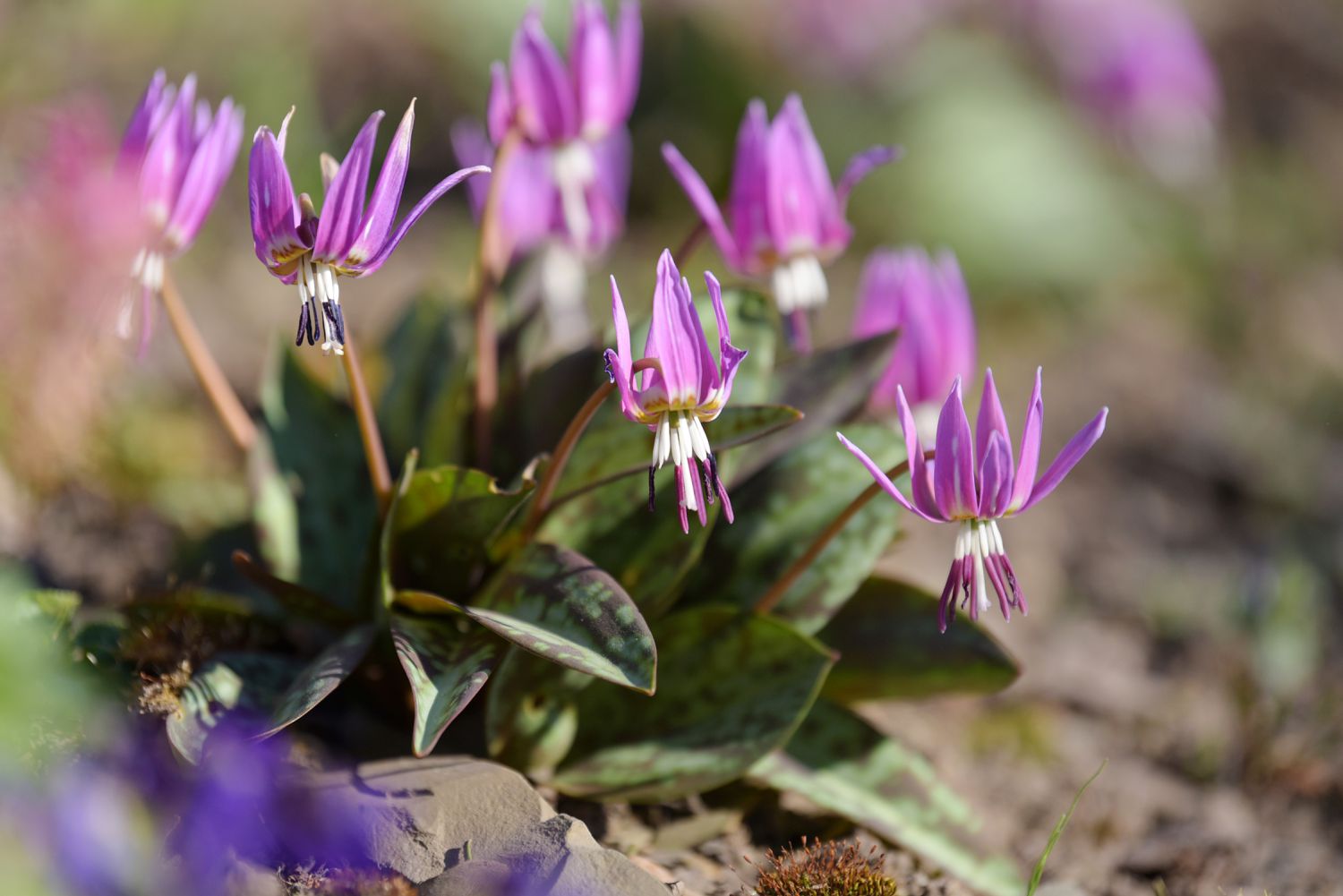 Hundszahn-Veilchenpflanze mit violetten zahnähnlichen Blüten an dünnen Stielen