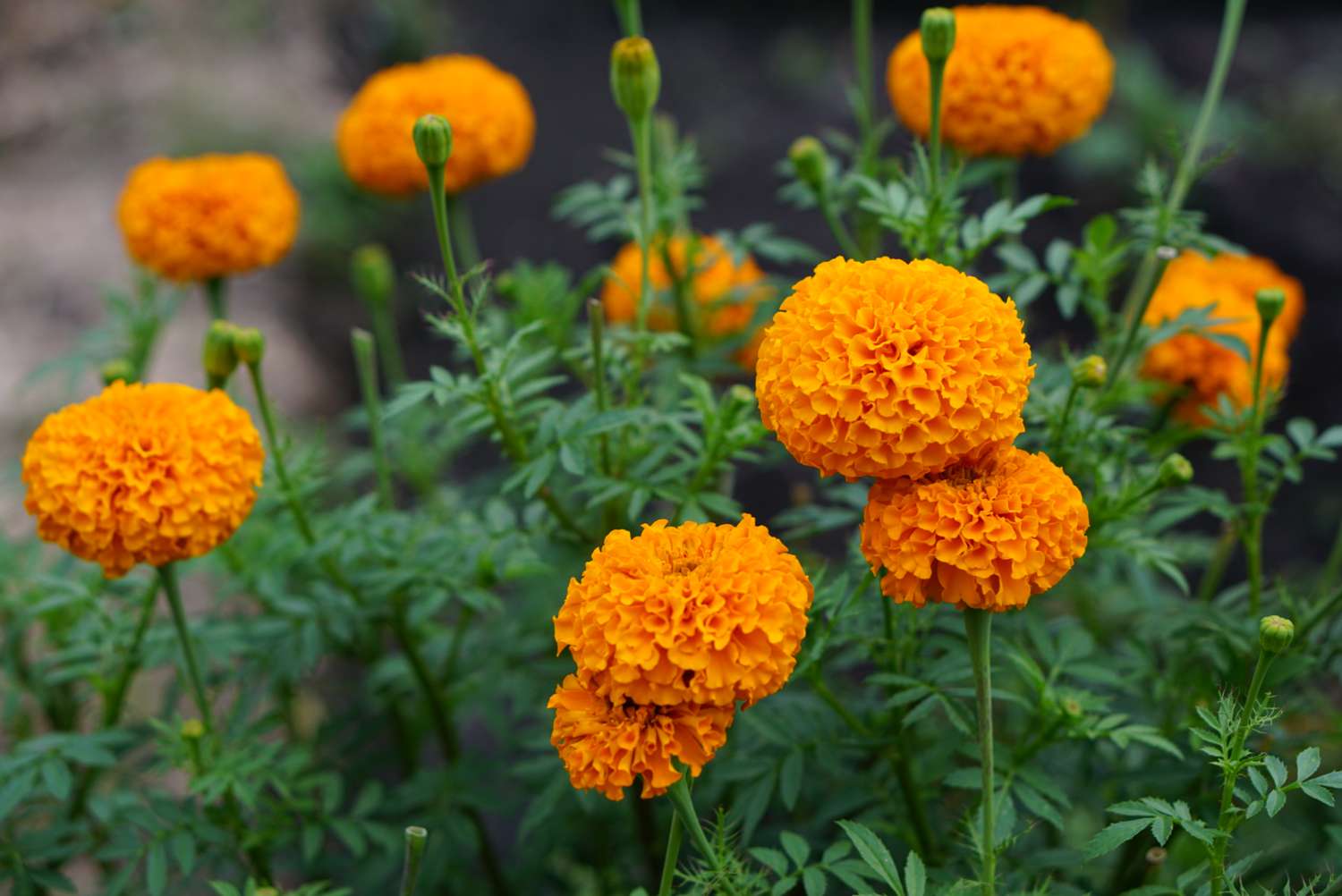 Calêndula mexicana com flores e botões laranja em close-up