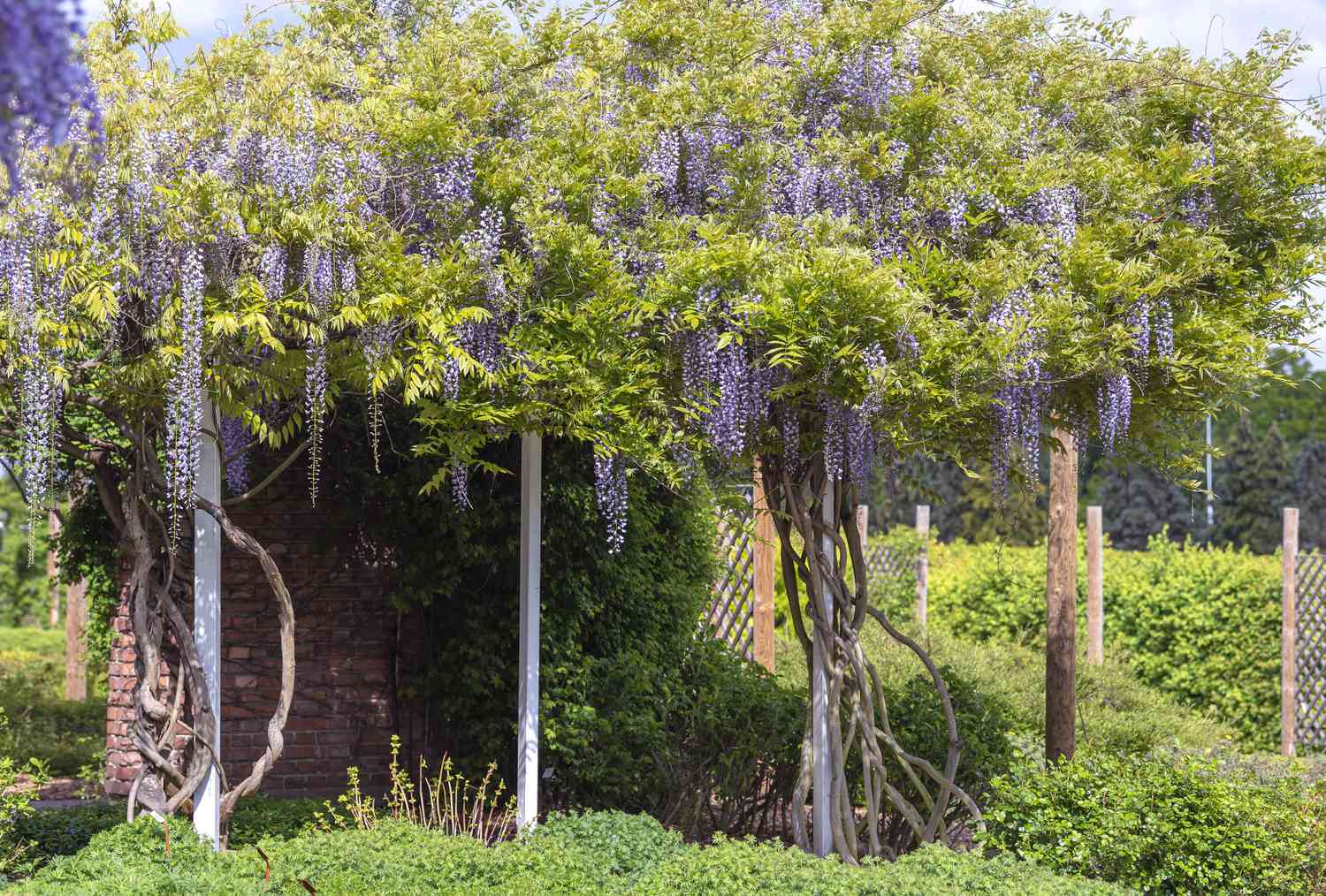 Japanische Glyzinie hängt über einer Gartenlaube