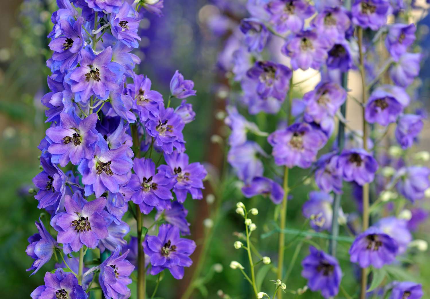 Delphinium