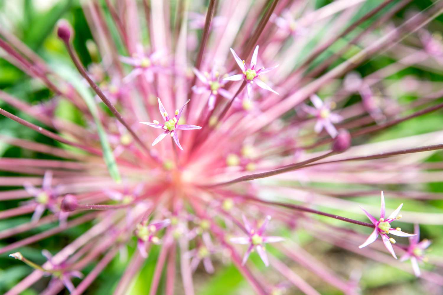 Schubert-Allium mit Büscheln winziger rosa sternförmiger Blüten in Nahaufnahme