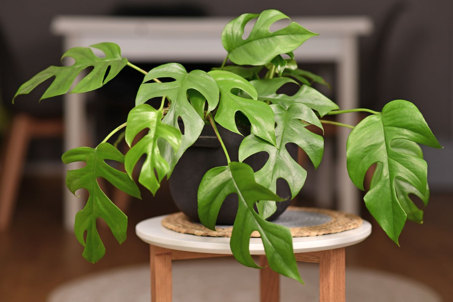 Mini Monstera (Rhaphidophora Tetrasperma) on plant stand