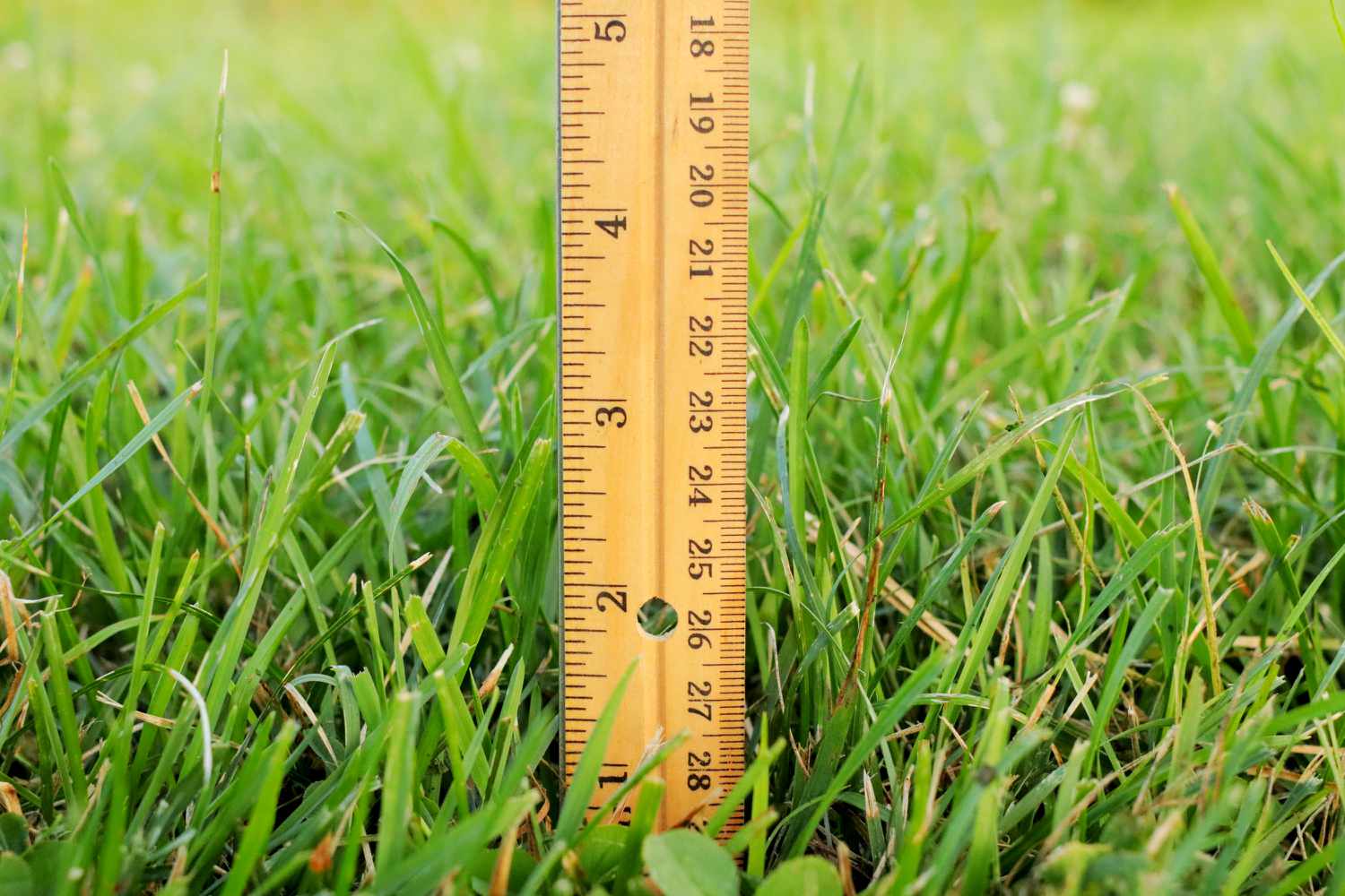 Comment la hauteur de la tondeuse affecte la santé de la pelouse