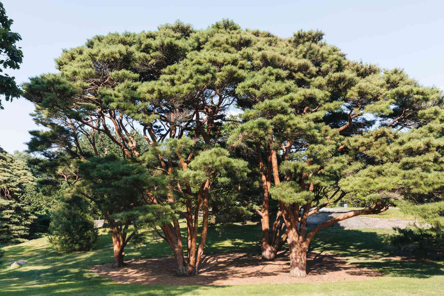 40 espèces de pins que vous pouvez cultiver