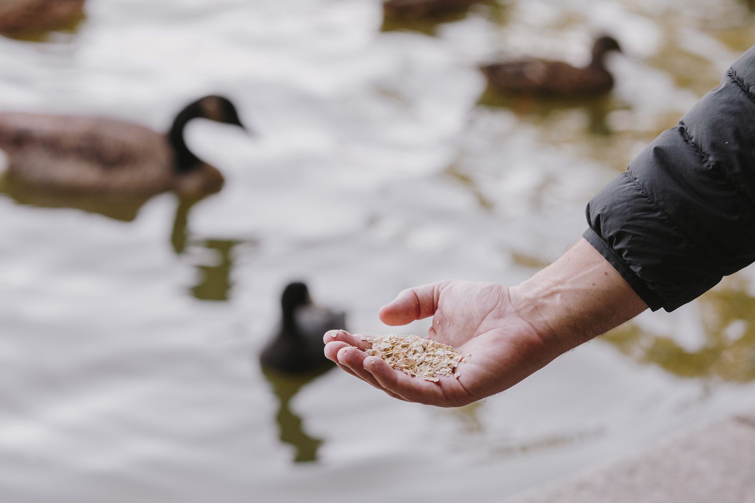 persona sujetando trocitos de comida para dárselos a los patos