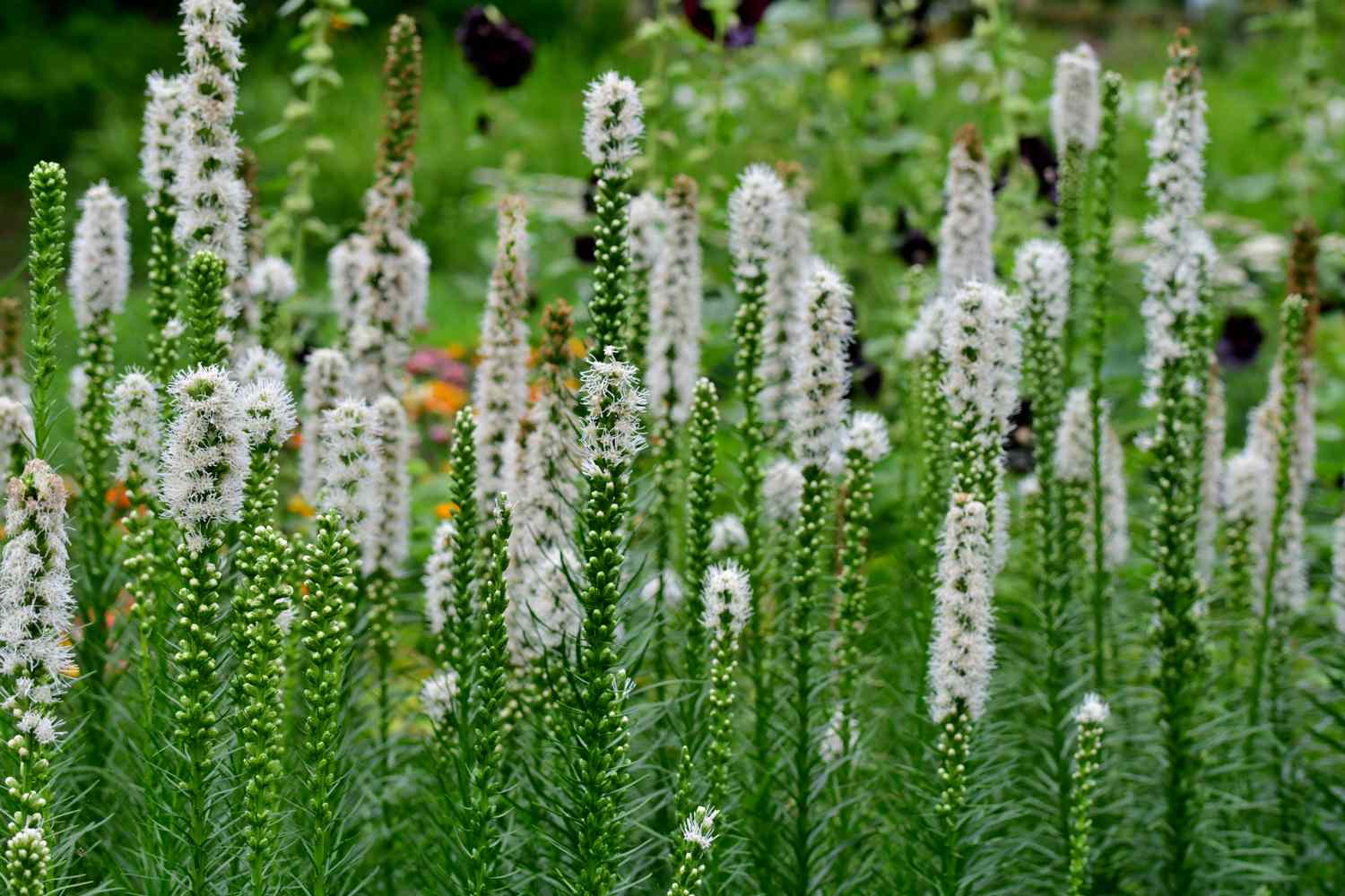 Liatris spicata / Blazing star