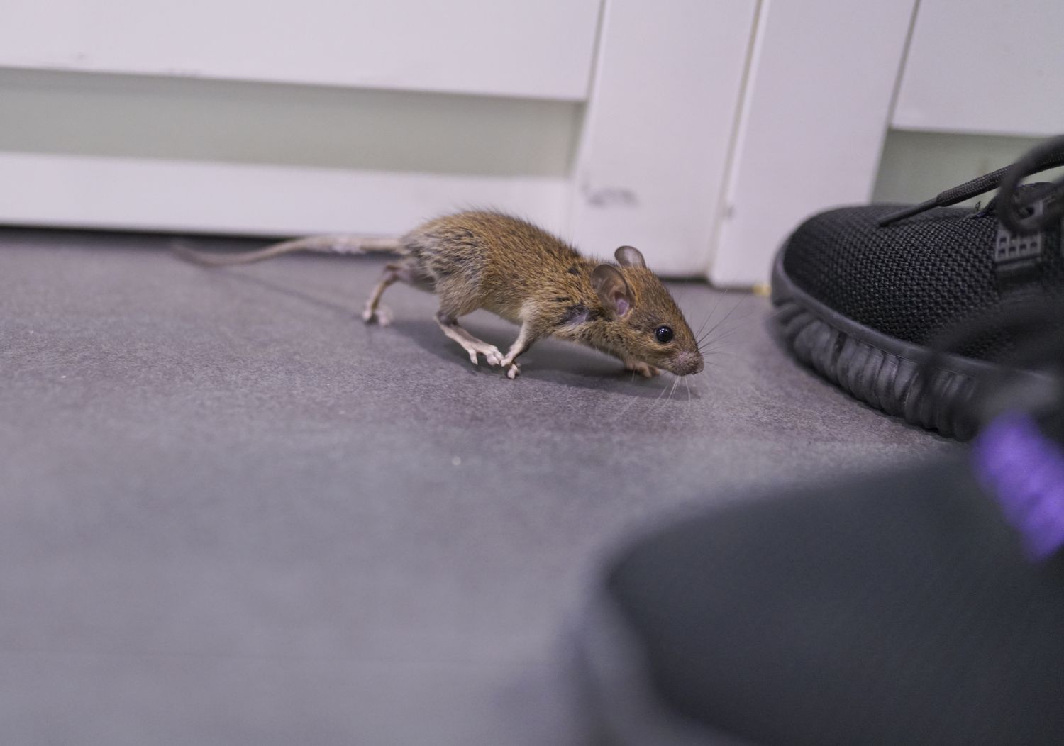 Wie man Mäuse in Wänden loswird