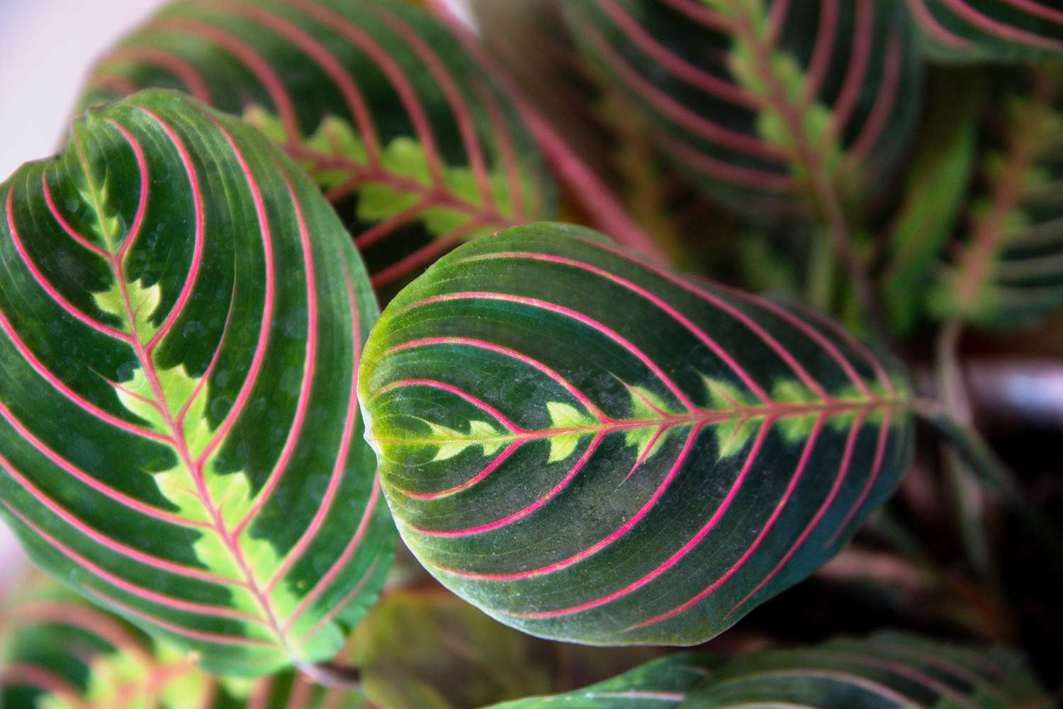 maranta tricolor