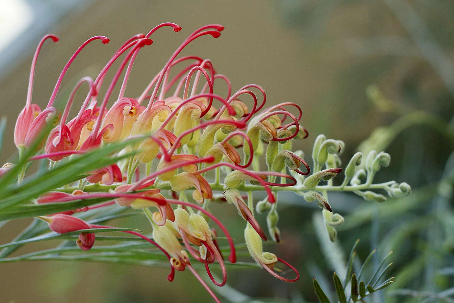 Grevillea Floreciente Soberbia