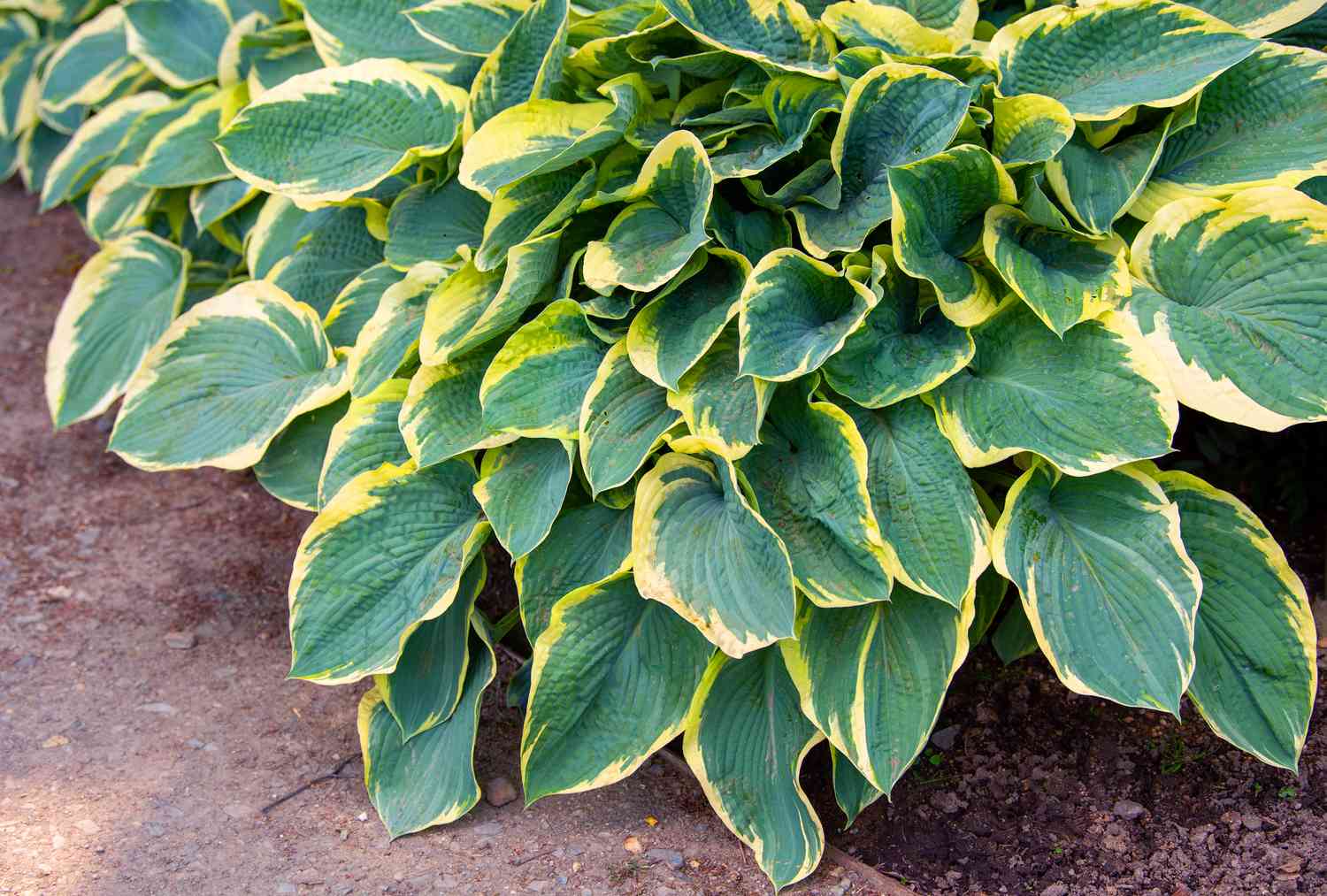 Hosta-Pflanze mit bunten grünen und gelben Blättern, die sich über der Erde ballen