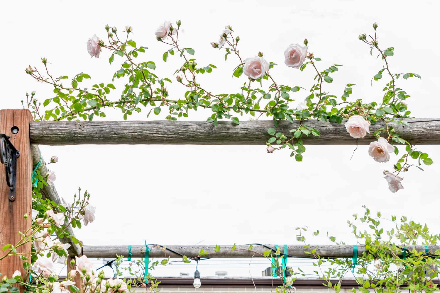 Hastes de roseiras saudáveis dobradas em um suporte de treliça horizontal