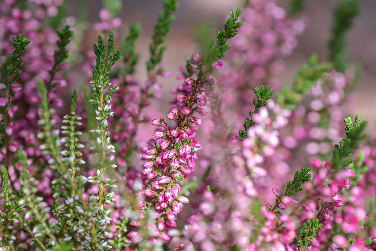 Plante de bruyère à longues tiges avec petites fleurs roses et boutons blancs