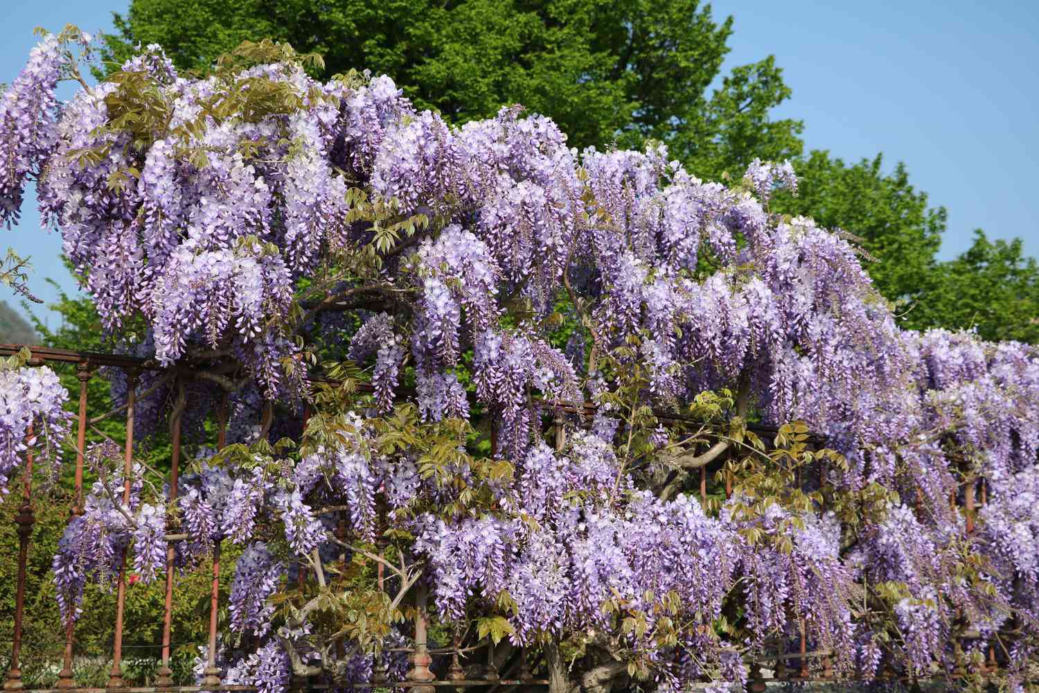 Texas Purple Japanese Wisteria im Frühling am Comer See, Italien