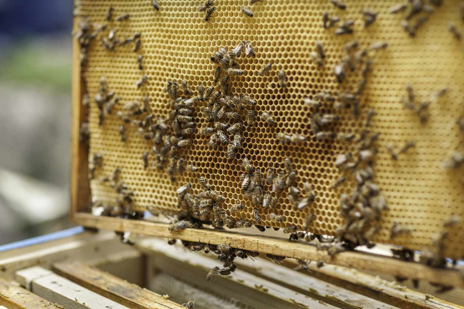 Bienenstock auf einem Rahmen.