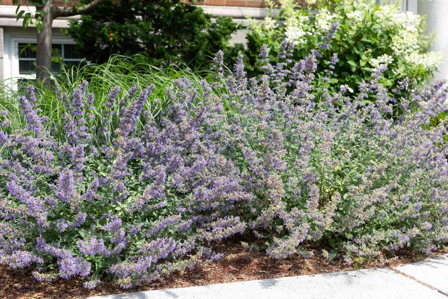 catmint used as edging in a garden