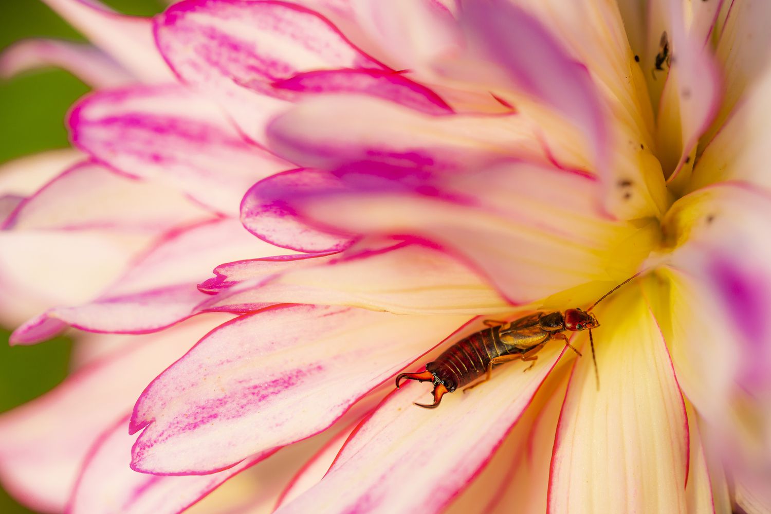 Ohrwurm in Dahlie frisst Insekten