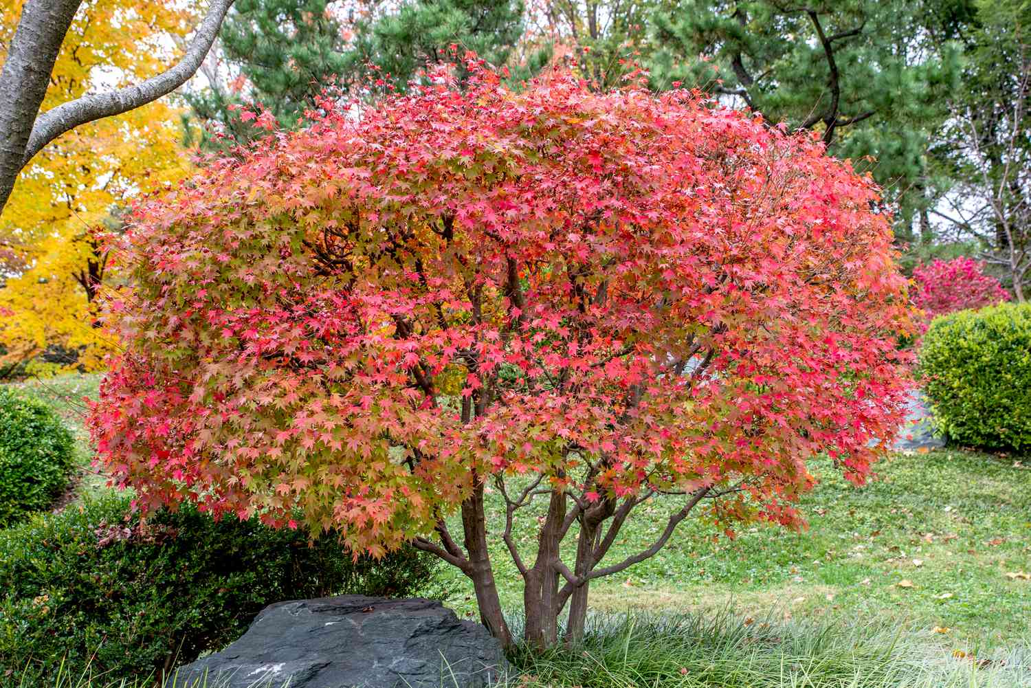 Japanischer Ahornbaum