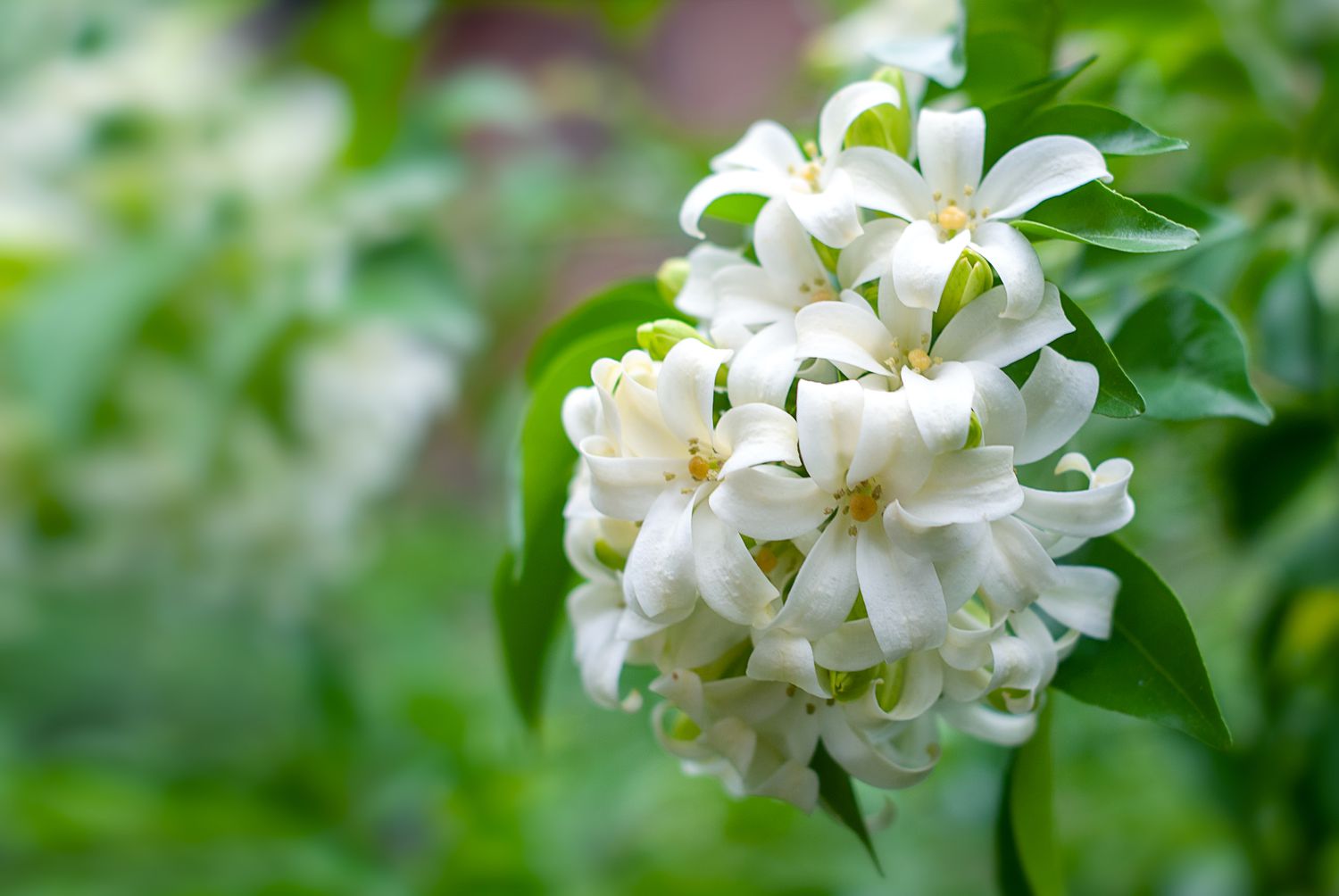 Orange blühende Jessamine im Garten