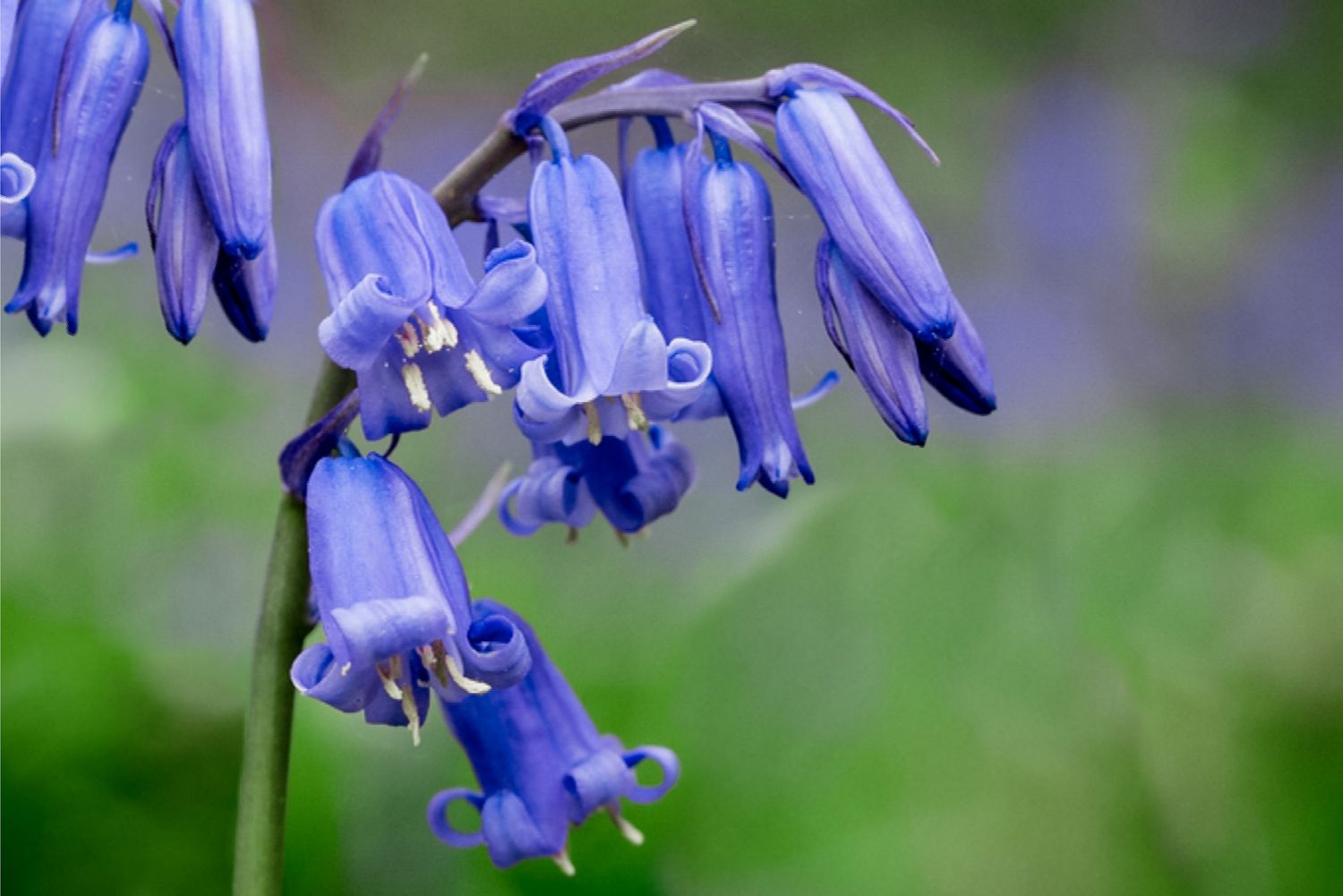Englische Blauglockenblüten mit blau-violetten trompetenförmigen Blütenblättern und Knospen in Nahaufnahme