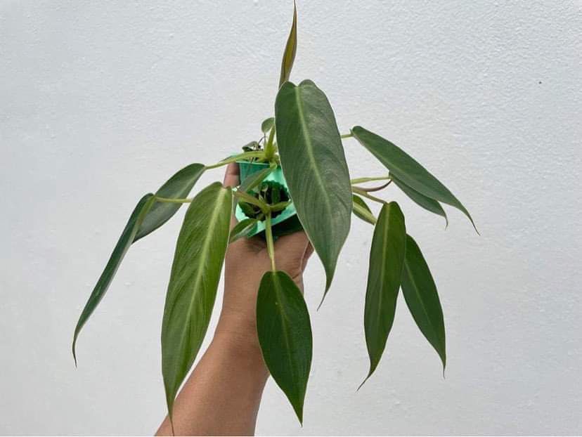 Anbau und Pflege von Philodendron Spiritus-Sancti