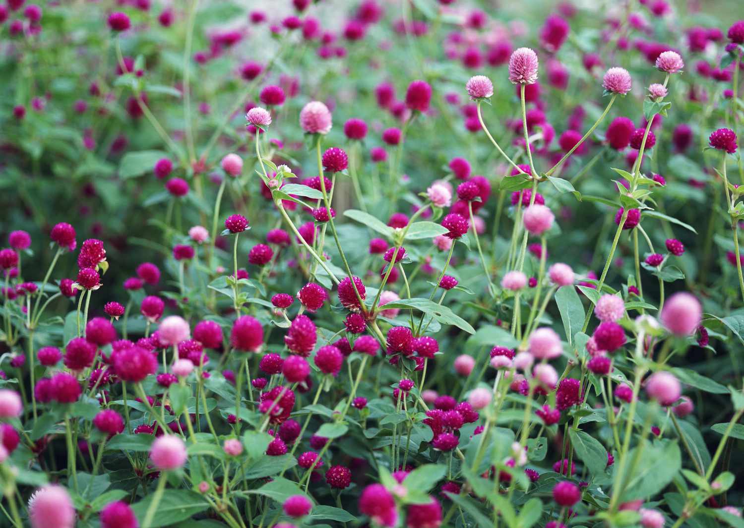 amaranto globo fucsia