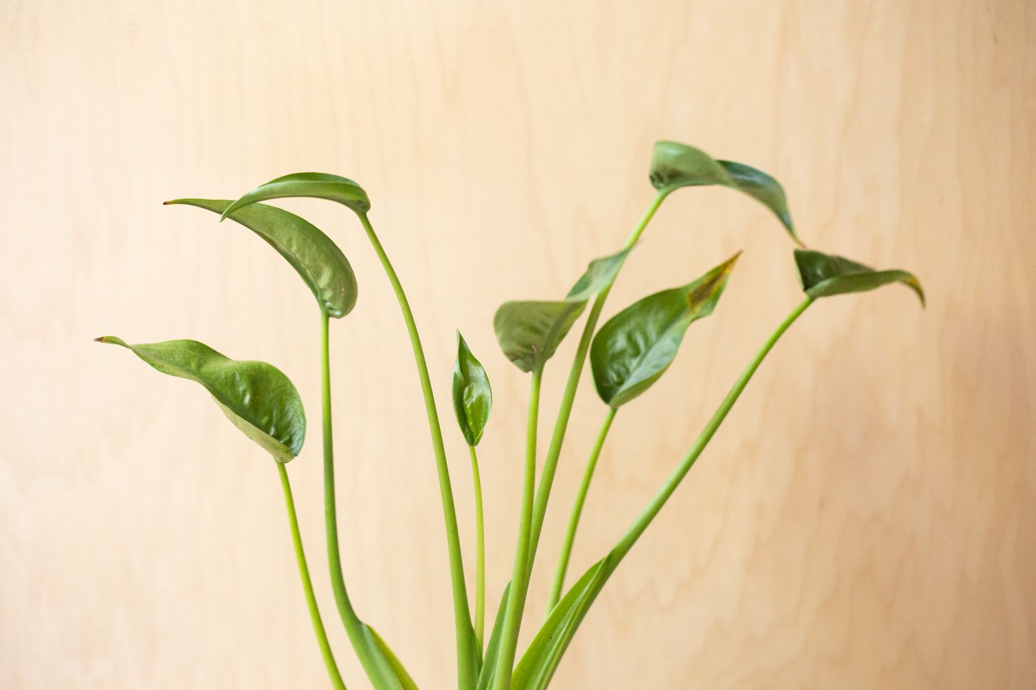 Alocasia tuny planta bailarina de tallos largos y hojas puntiagudas en forma de copa