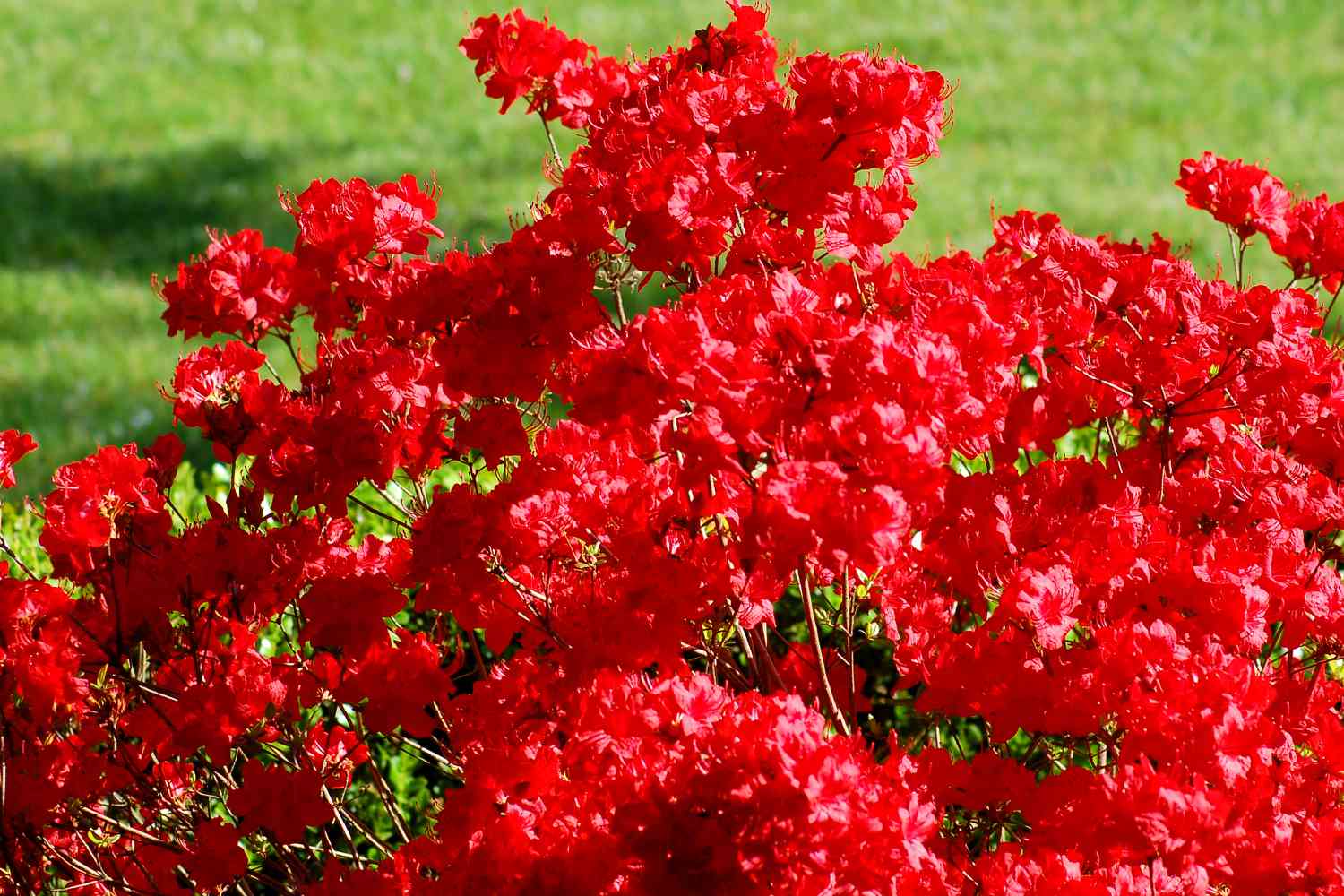 A azaléia de Stewartston tem flores vermelhas.