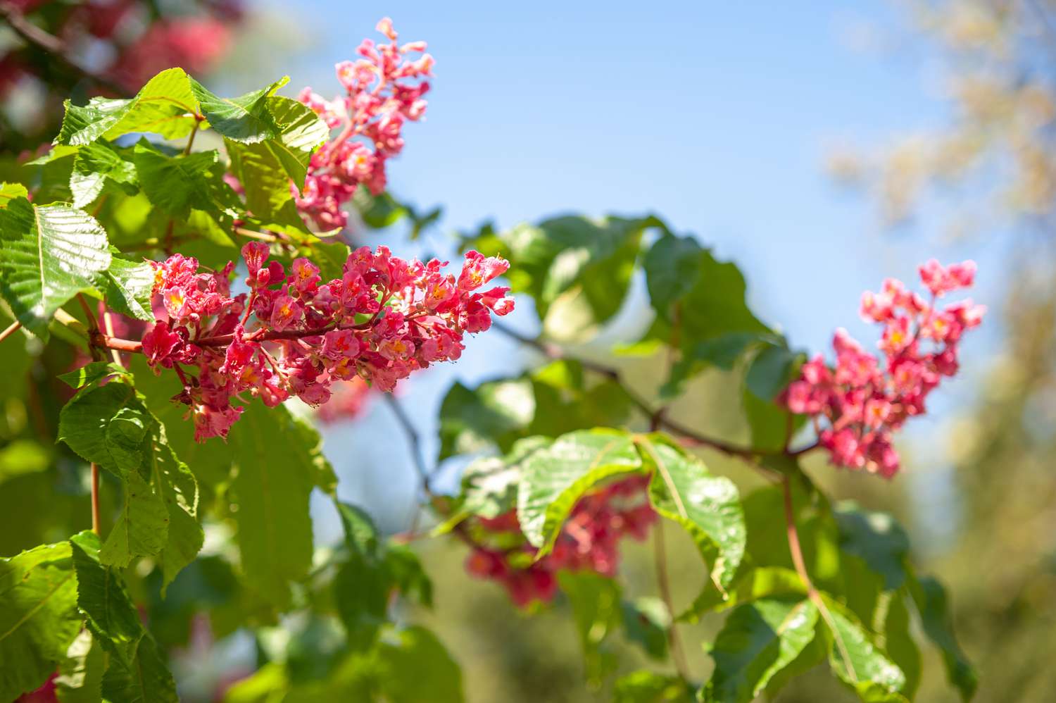Rote Kastanienbaumzweige mit roten Blütenbüscheln und Blättern für Kolibris