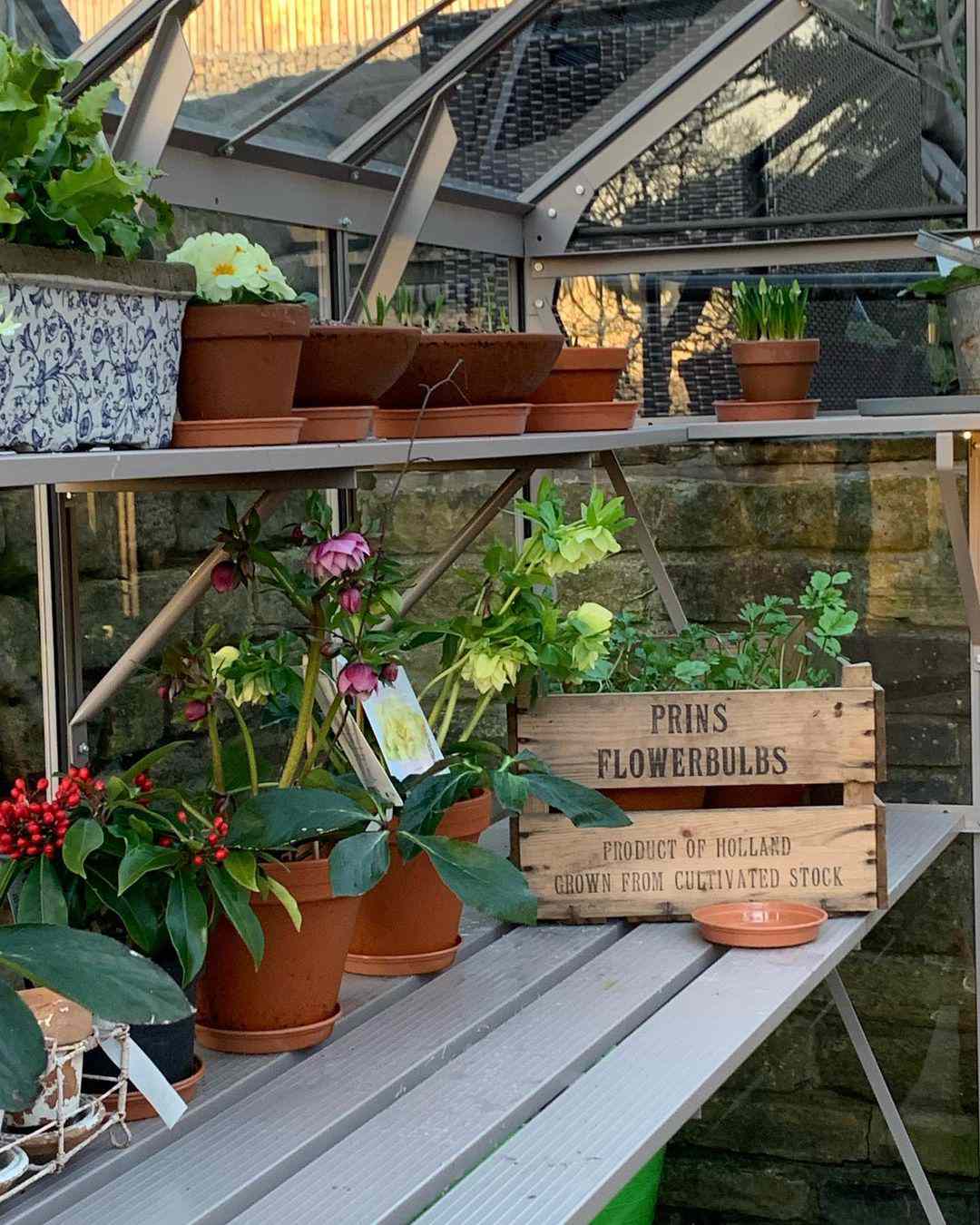 Mesa de trabajo y estanterías de invernadero con macetas de terracota llenas de flores y un cajón de madera para bulbos de flor