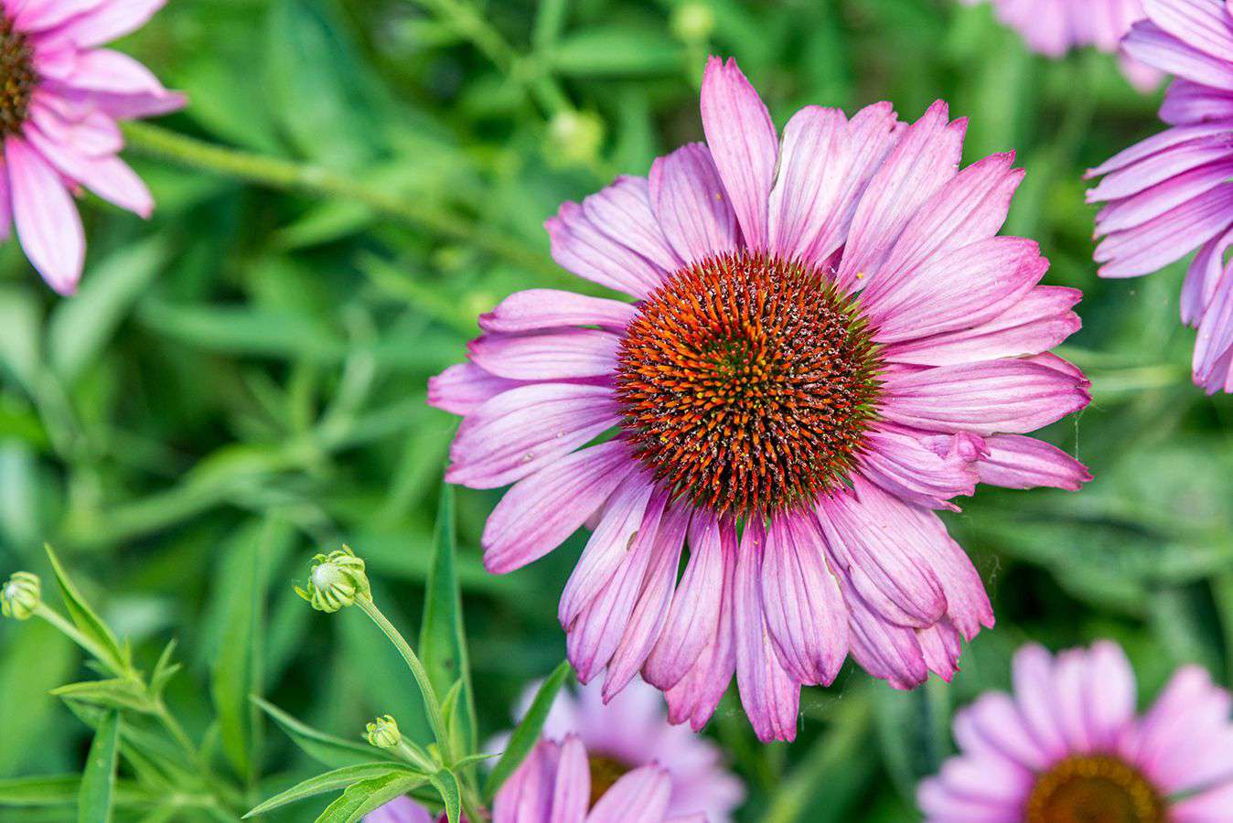 Purple coneflower with light pink radiating petals with spiny center cone bloom closeup 