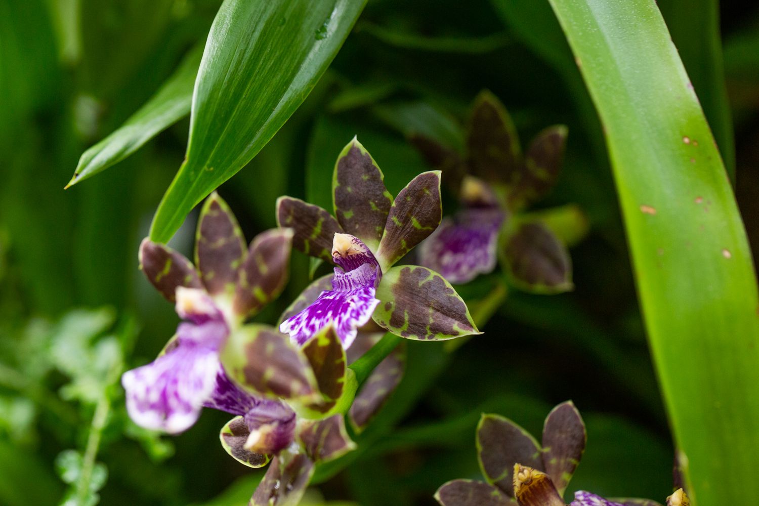Zygopetalum-Orchideenblüten mit weinroten, grünen und violetten Blütenblättern unter langen Blättern