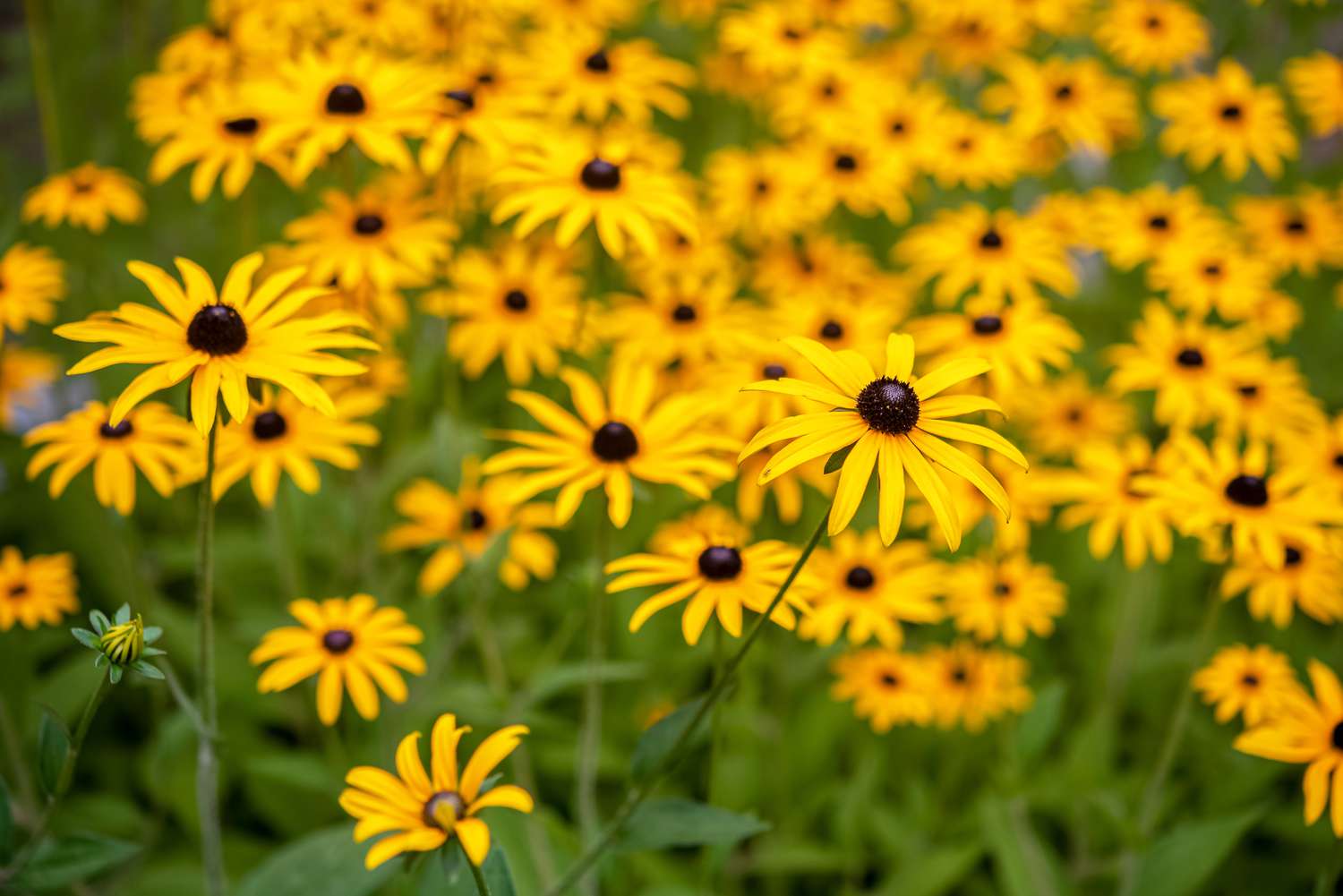 Schwarzäugige Susan-Blüten mit strahlend dünnen und gelben Blütenblättern 