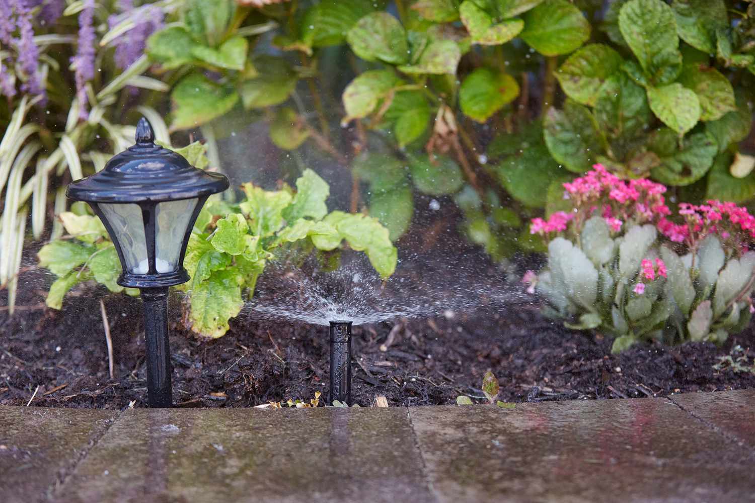 Lawn irrigation sprinkler spraying water across various lawn plants, pathway lamp and sidewalk