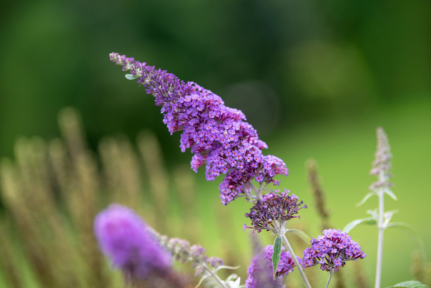 Schmetterlingsstrauch mit violetten Blütenähren an dünnem Stiel in Nahaufnahme