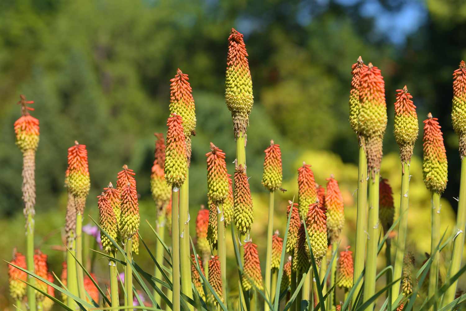 Planta de pôquer vermelho quente em hastes altas e grossas com espigas de flores laranja e amarelas