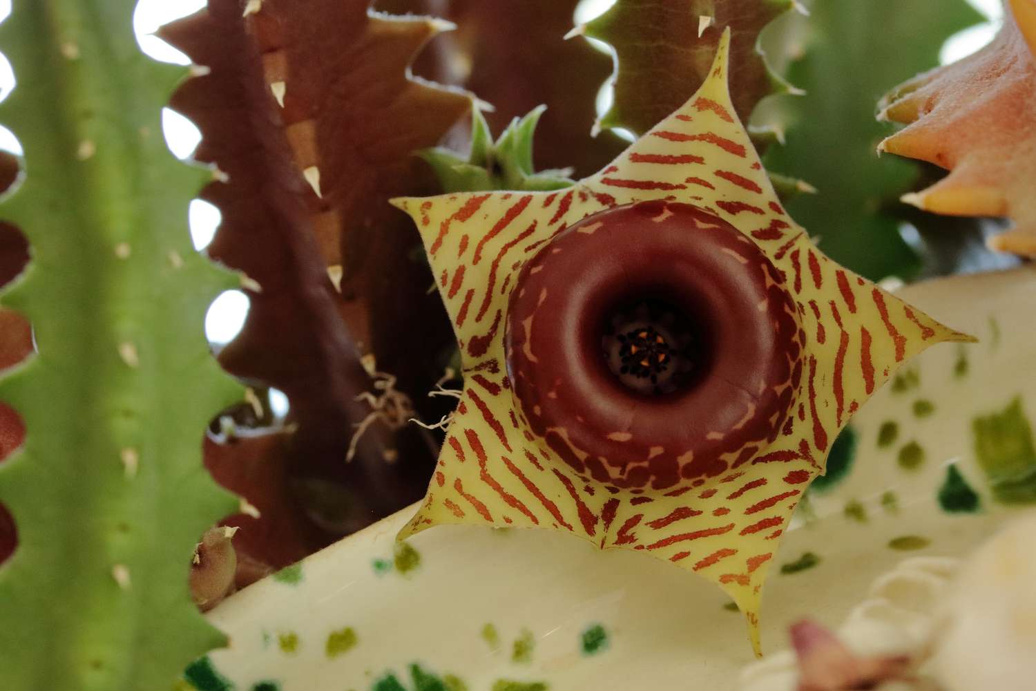The stems of Huernia zebrina change to red under stronger light exposure
