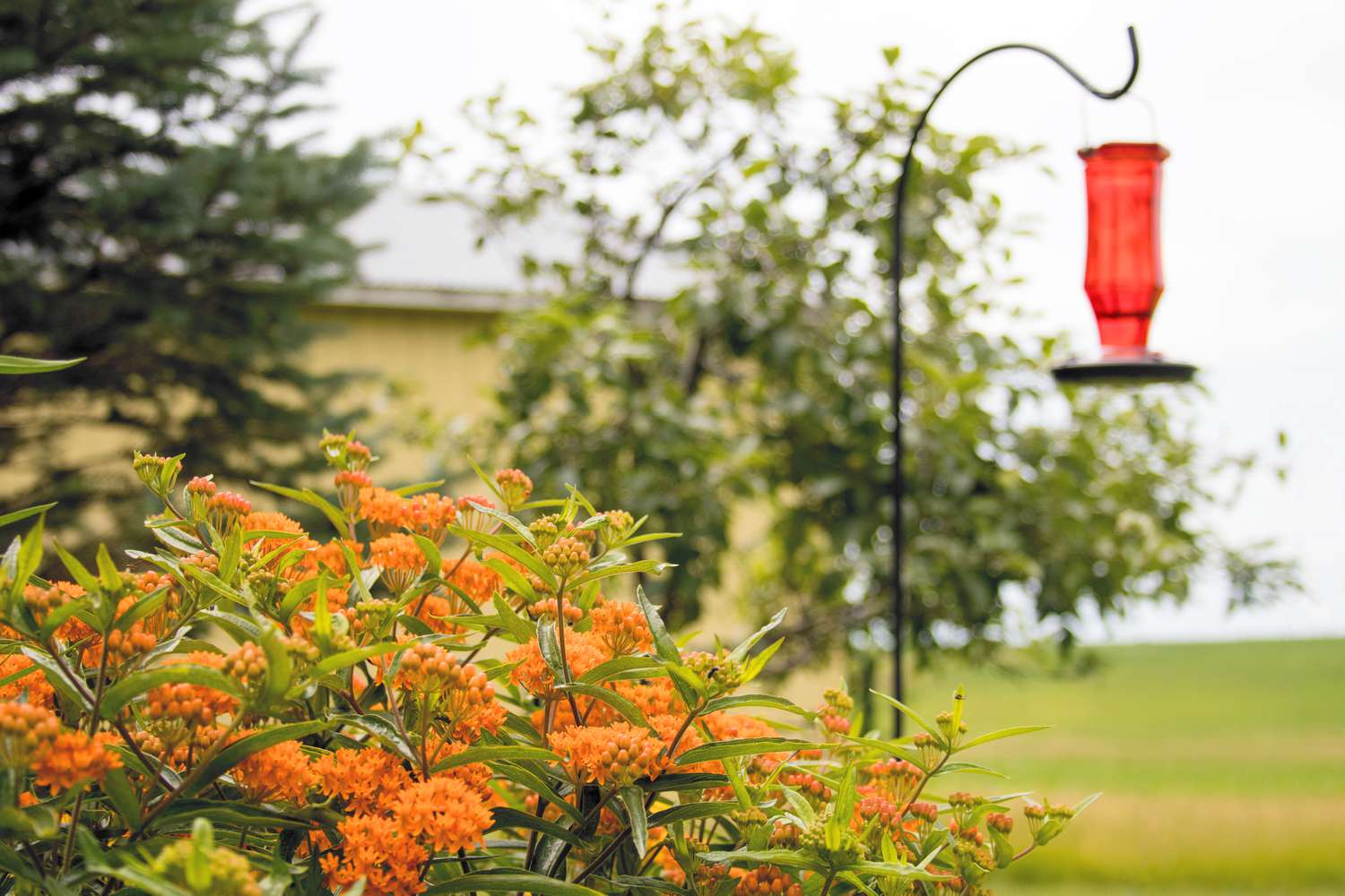 Planta con racimos de flores naranjas cerca de un comedero para colibríes en el jardín