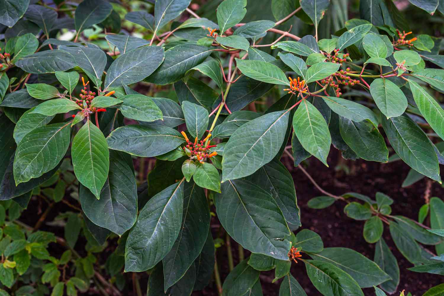 Arbuste à épis de feu avec de grandes feuilles vertes et de petites fleurs tubulaires rouge-orange