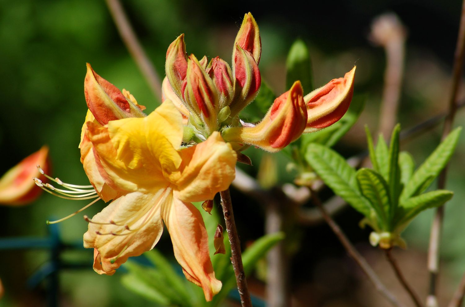 'Golden Oriole' Azalee in Blüte.