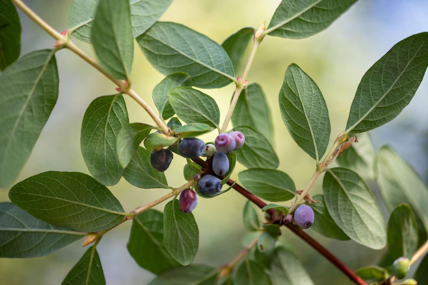 Süßbeer-Geißblattstrauch mit länglichen, von Blättern umgebenen Heidelbeeren