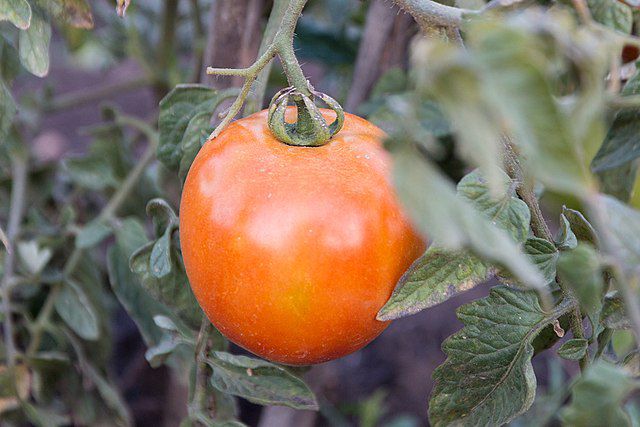 Cómo cultivar y cuidar el tomate piña