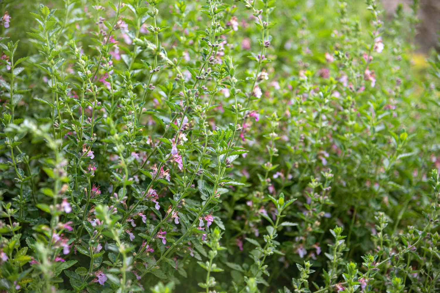 Planta de cobertura do solo de germeandro de parede com caules finos e lenhosos, folhas pequenas e minúsculas flores rosa