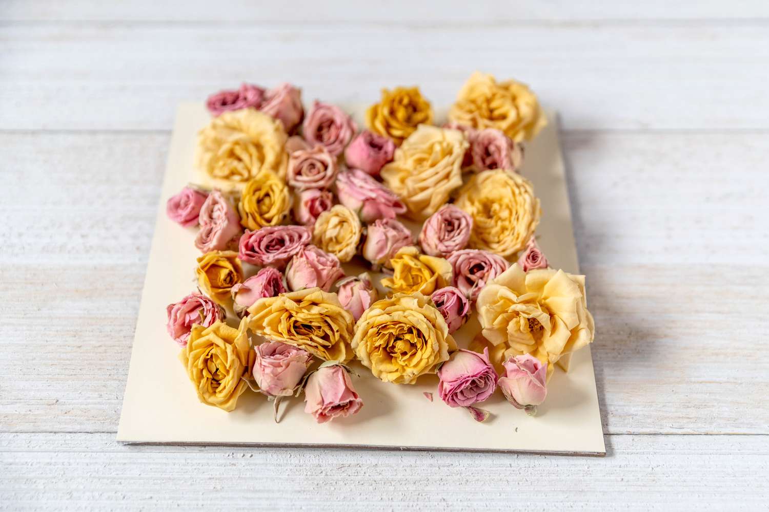 Rosa und gelbe getrocknete Rosen auf einer Schattenboxrückwand