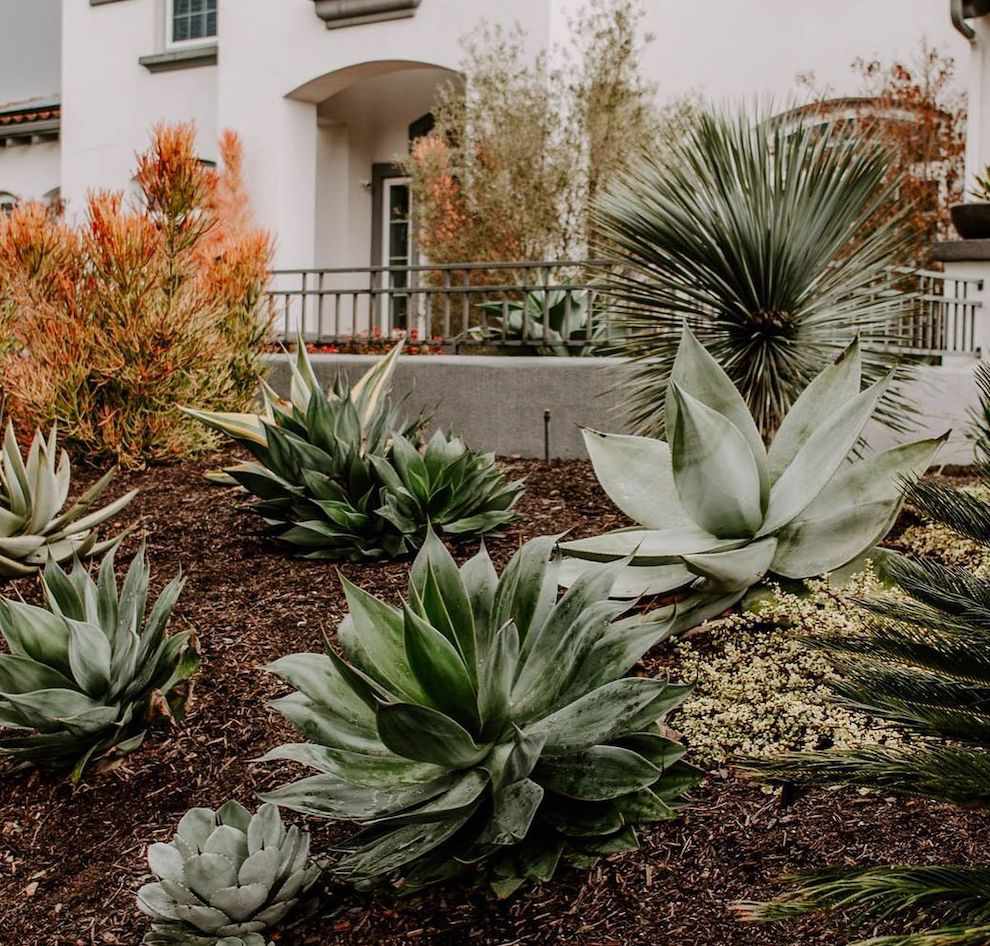 Plantas de agave azul-claro em um jardim desértico com cobertura morta