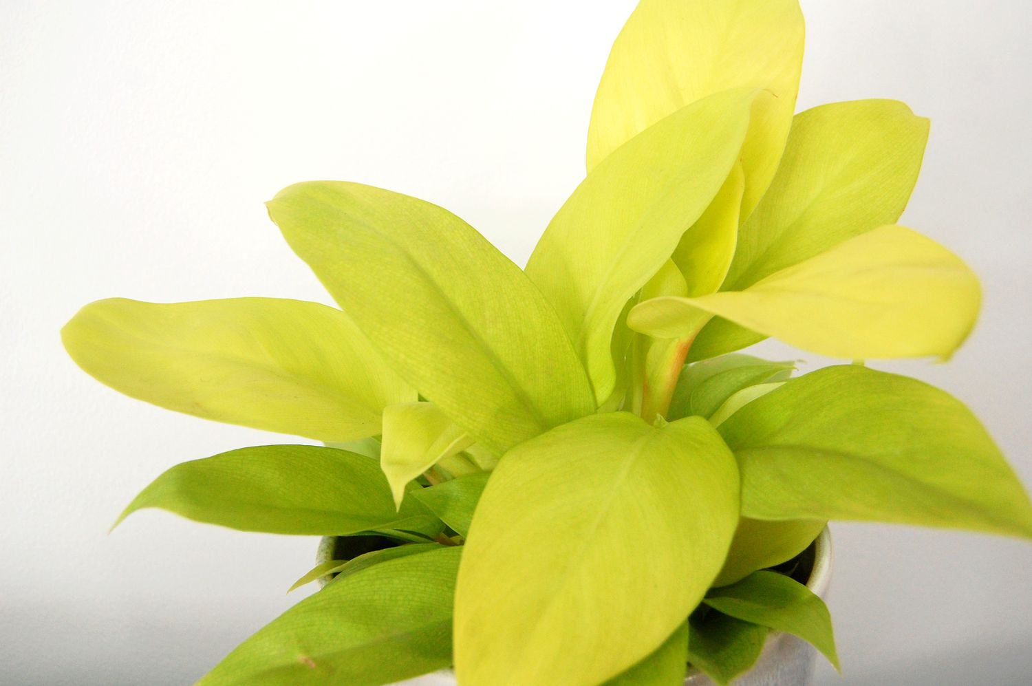 Close up shot of the neon yellow/green foliage of the philodendron golden goddess.